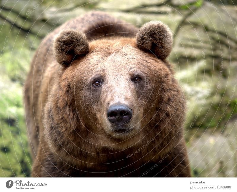Thick fur Animal Wild animal Animal face 1 Sign Threat Authentic Cuddly Strong Communicate Competent Contact Nature Bear Looking into the camera Pelt Ear