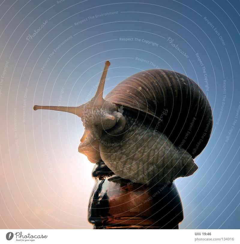 Waiter! More beer! Alcoholic drinks Beer Bottle Animal Sky Beautiful weather Snail 1 Crawl Curiosity Slimy Slow motion Trail of mucus Vineyard snail Snail shell
