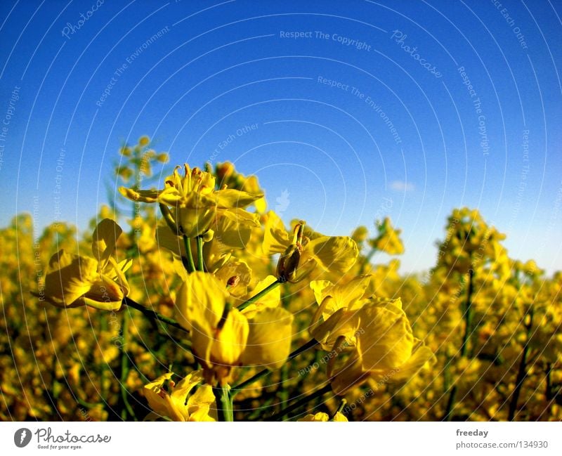 ::: Rapeseed ::: Oilseed rape oil Canola Plant Ecological Raw materials and fuels Mineral oil Carbon dioxide Vitamin Spirit Gasoline Cloth Bio-diesel Feed