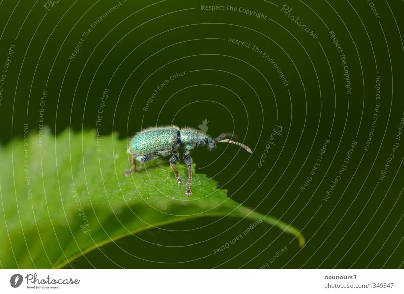 Silver Green Weevel Animal Plant Leaf Wild animal Beetle 1 Discover Crawl Elegant Glittering Curiosity Point Turquoise Weevil breastplate Feeler