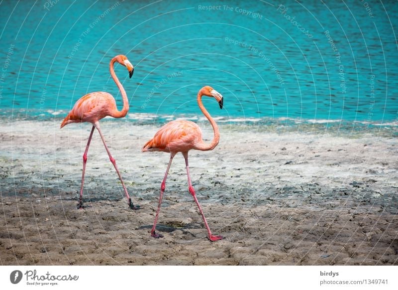 2 flamingos striding along the shore of a lake Flamingo Flamingo couple pink flamingos Water Stride Beautiful weather Lakeside Wild animal Pair of animals