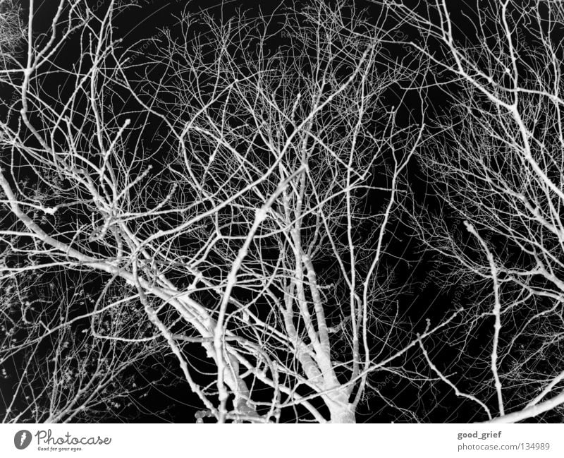 dark wood Forest Wood flour Tree Winter Leaf Black White Gray Dark Eerie Fear Panic Branch Twig acerbates no blades wise