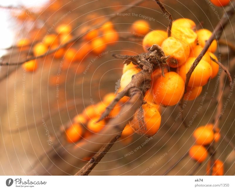 The Sandodrn at the beach of Hiddensee Bushes Brown Autumn Orange Fruit Macro (Extreme close-up) Twig Branch Sallow thorn