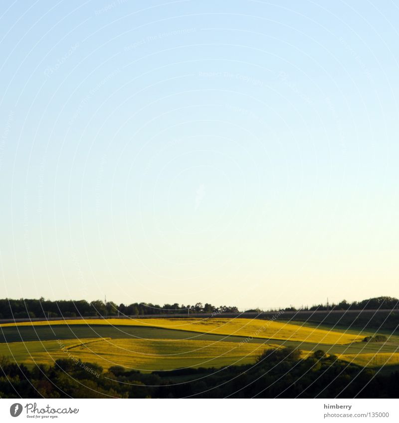 yellow outlook Canola Plant Gasoline Diesel Bio-diesel Field Blossom Yellow Agriculture Hill Forest Tree Nature Twilight Horizon Sky Panorama (View) Summer
