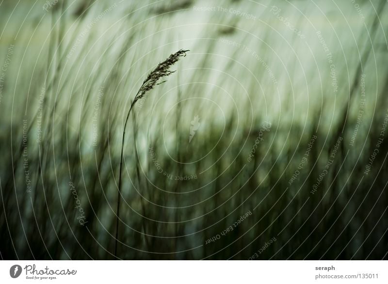 Reed Blade of grass Blossom Grass blossom Stalk Common Reed Seed Marsh grass Plant Botany Nature Coast Lakeside River bank Juncus Abstract Gloomy Gray Calm