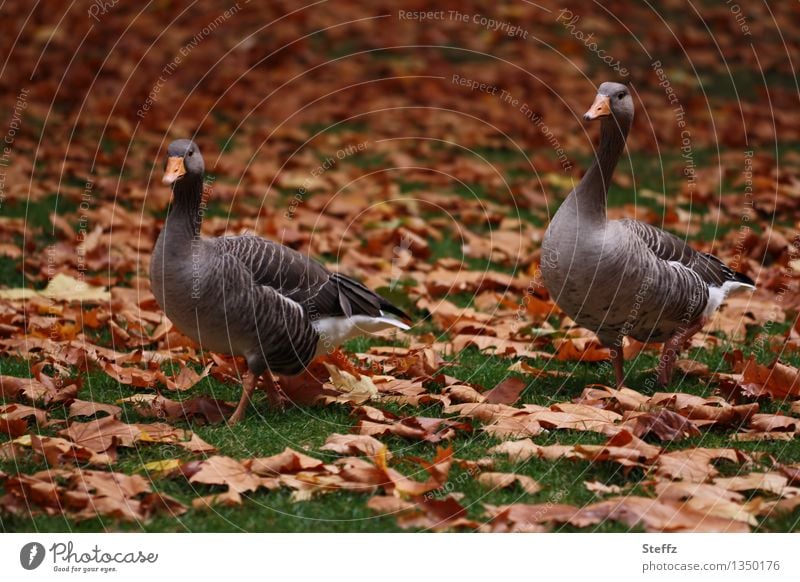 two autumn geese in autumn park wild geese Pair of animals two together November mood November picture November light Autumn leaves Autumnal colours