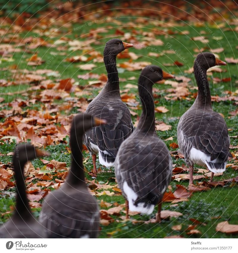 Autumn geese walk through the autumn park group of geese Fall meadow Autumn park Group of animals view to the right Together Team spirit Attachment Group photo