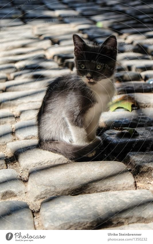 Little Princess of Bosporus Istanbul Turkey Town Old town Places Street Animal Pet Cat 1 Baby animal Observe Looking Sit Wait Cuddly Curiosity Cute