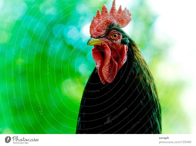 Rooster Animal Cockscomb Bird Beak Masculine Superior Watchfulness Background picture Farm Barn fowl Guard Alert Crow Feather Majestic Red cock Comb Detail