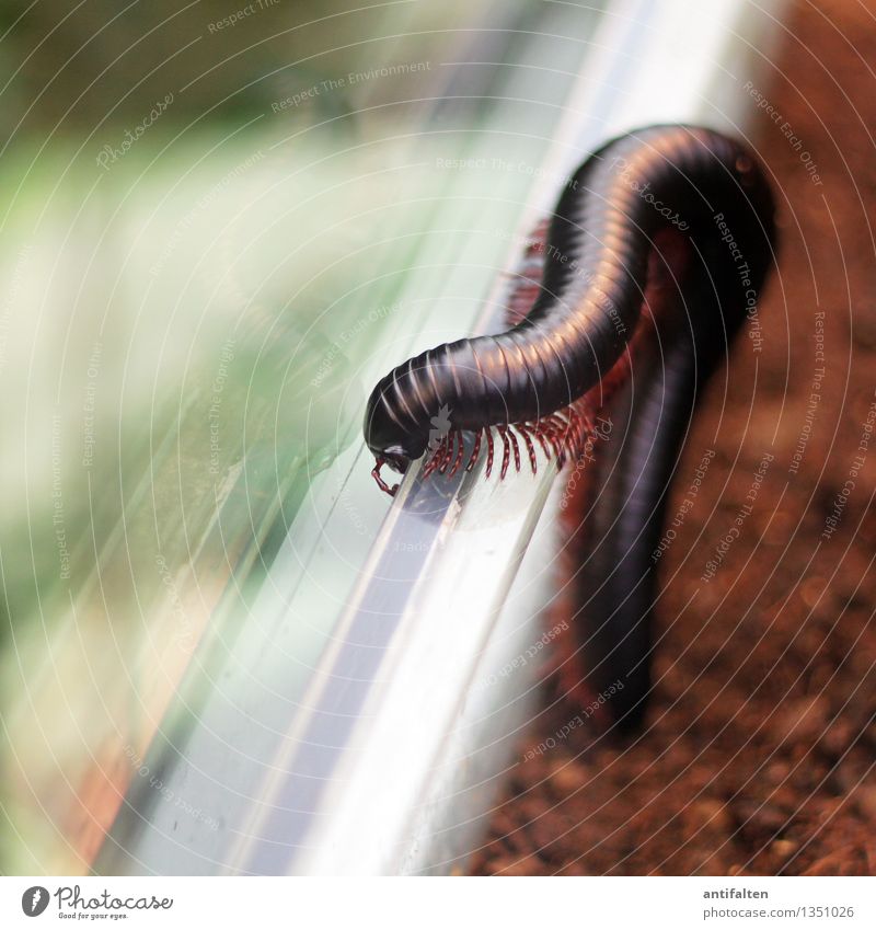 The centipede Nature Earth - a Royalty Free Stock Photo from Photocase