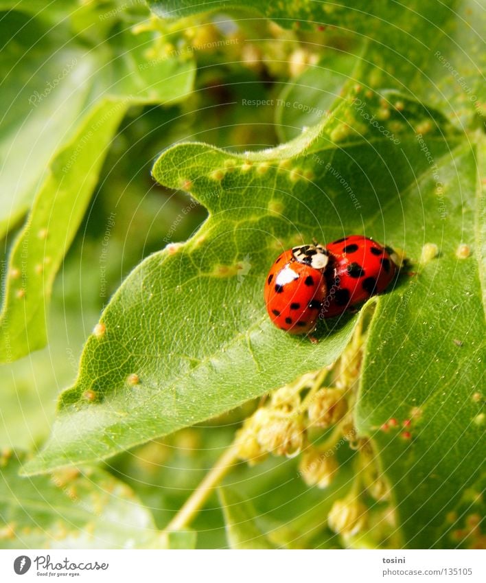 Ladybird love [1/2] Beetle Animal Leaf Nature Green Red Patch Point Together Partner Friendship Infatuation Spring Spring fever In pairs Pair of animals