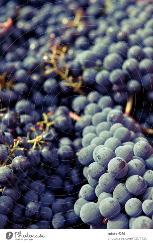 Sangiovese I Food Fruit Nutrition Environment Esthetic Vine Vineyard Wine growing Bunch of grapes Grape harvest Winery Many Delicious Harvest Colour photo