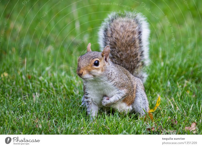 vigilant Environment Nature Plant Animal Grass Garden Meadow Wild animal Squirrel 1 Crouch Looking Cuddly Brown Gray Green Watchfulness Colour photo