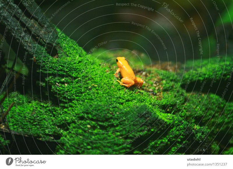 Golden poison frog II Environment Nature Landscape Plant Animal Moss Virgin forest Wild animal Frog 1 Crawl Slimy Yellow Green poisonous Colour photo