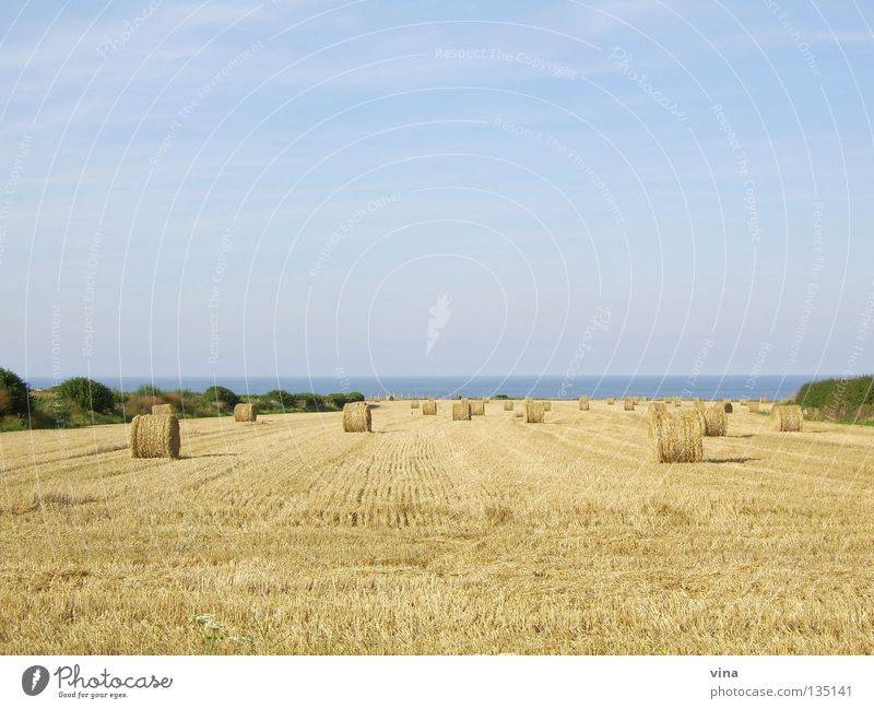 golden expanse Bale of straw Calm Ocean Wheatfield Autumn Coast Normandie Field Summer Drought Work and employment France Far-off places Harvest