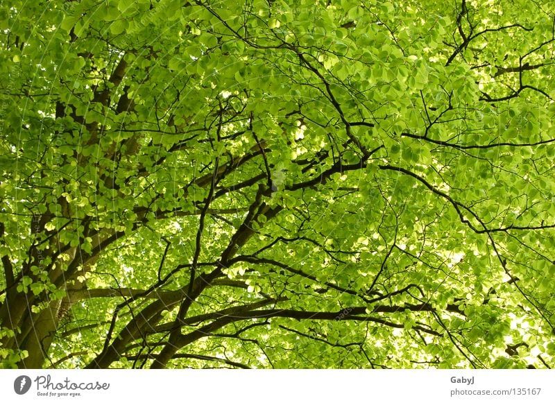 The most beautiful green in the world II Leaf canopy Green Spring Tree Bright green Delicate Planning Wood Forest Carbon dioxide Treetop Protective Wake up
