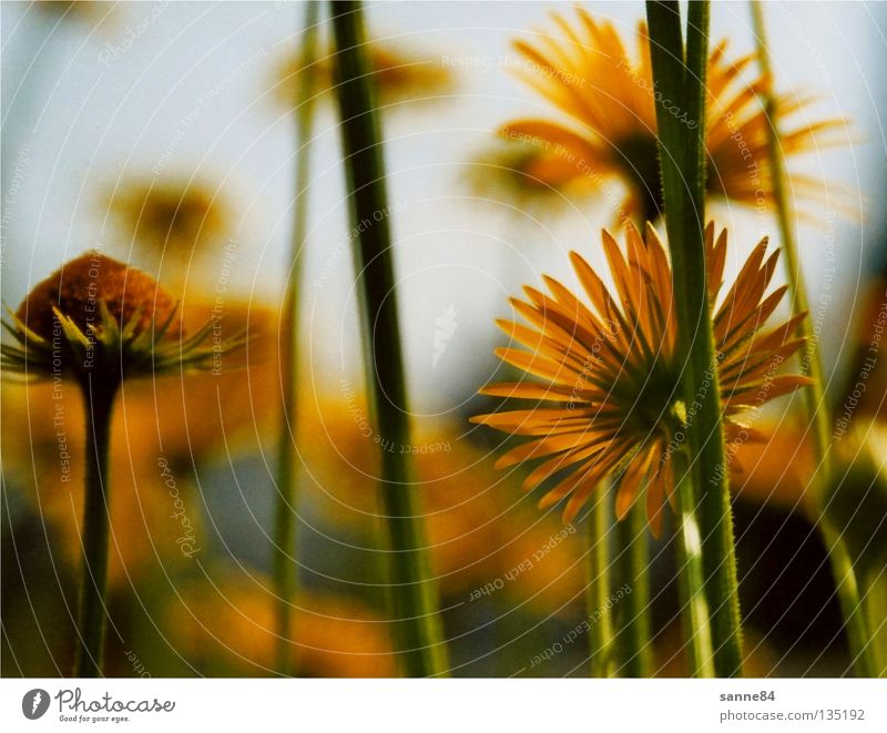 to the sun Flower Yellow Summer Physics Stalk Blossom Back-light Warmth Upward