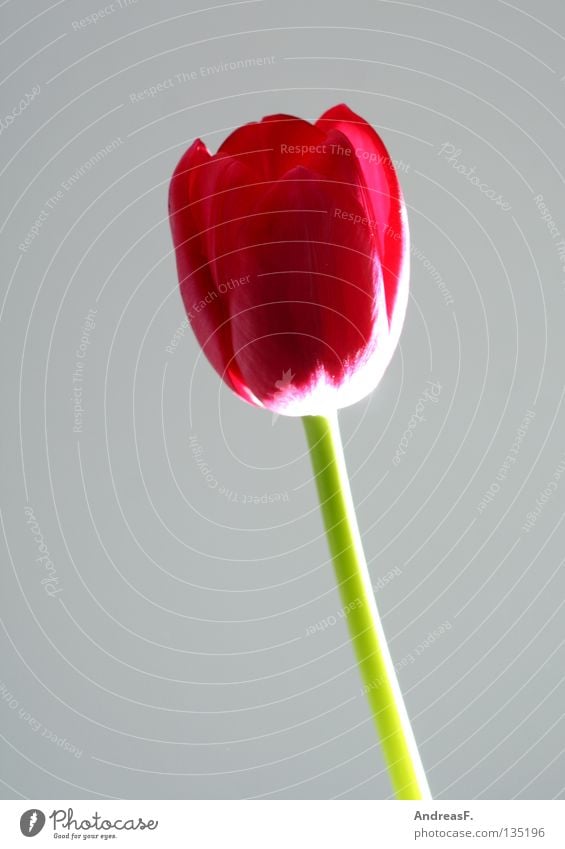 tulip Tulip Flower Blossom Spring Mother's Day Flower shop Valentine's Day Red Still Life Stalk Blossom leave Florist Joy Blossoming spring flower floral gift