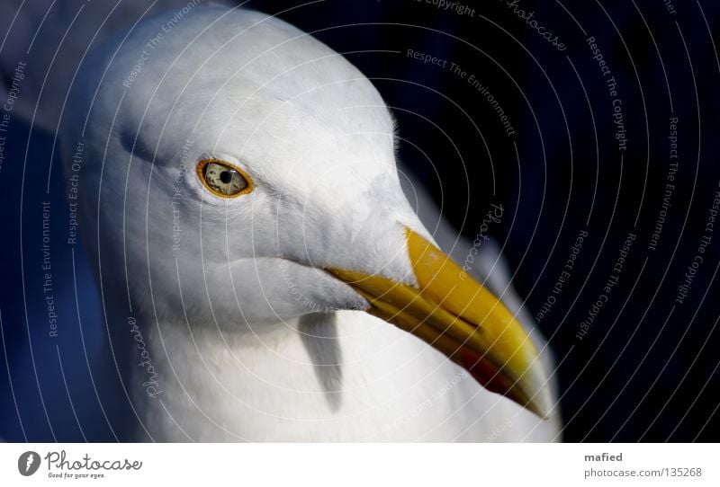 self-portrait Silvery gull Seagull Bird Thief White Gray Yellow Red Ocean larus beak spot key stimulus Fish Egg Wing Flying Baltic Sea North Sea Eyes