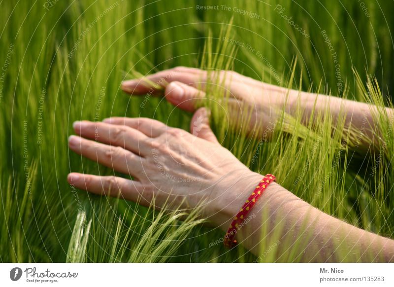 feel Field Cornfield Ear of corn Agriculture Swing Soft Hand Fingers Woman Reiki Spirituality Give Refuel Touch Painting (action, work) Stripe Caress Connect