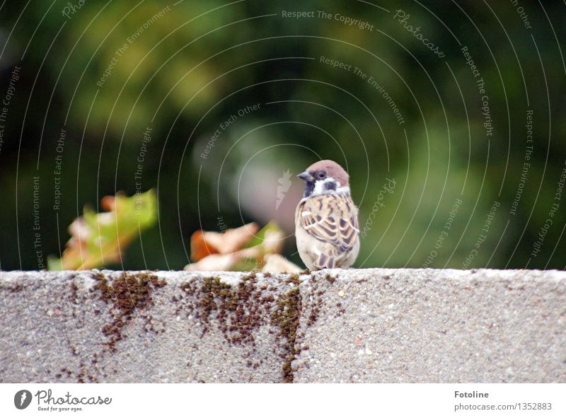 What's the matter with you? Environment Nature Animal Bird 1 Brash Free Small Near Natural Sparrow Wall (barrier) Colour photo Multicoloured Exterior shot