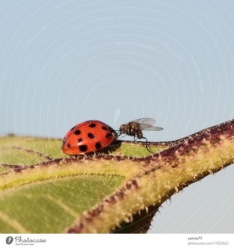 contact Nature Plant Animal Sky Summer Leaf Fly Beetle Ladybird Insect 2 Advice Touch Crawl Together Small Curiosity Cute Blue Green Red Relationship Sun