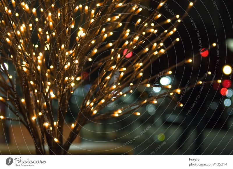 Light tree Festive Delicate Reaction Exterior shot Decoration "Tree". Christmas & Advent Placed Evening Street