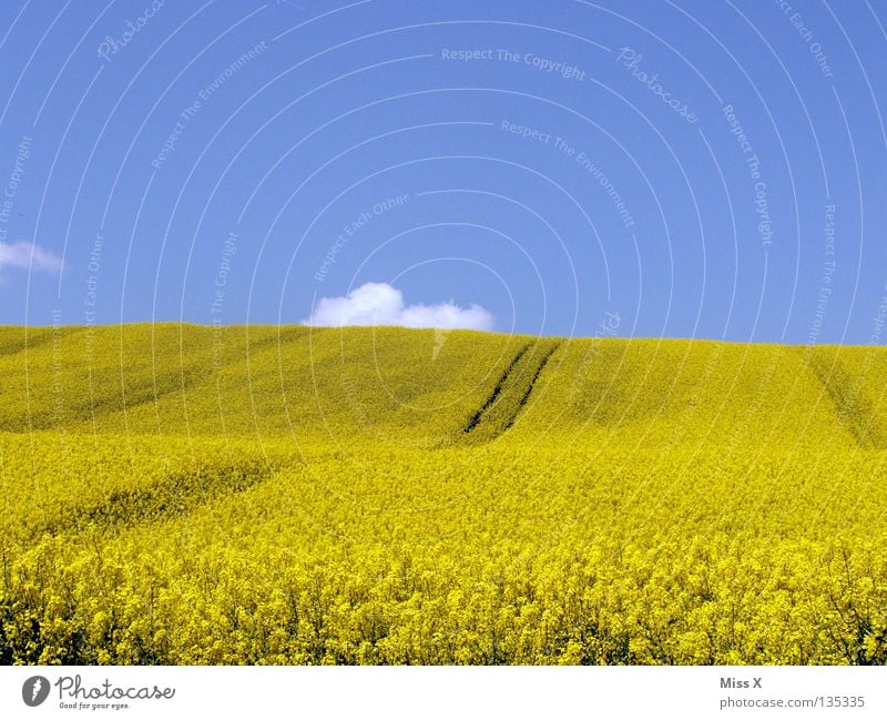 yellow hill Colour photo Exterior shot Copy Space top Copy Space bottom Trip Summer Waves Mountain Nature Plant Sky Clouds Beautiful weather Flower