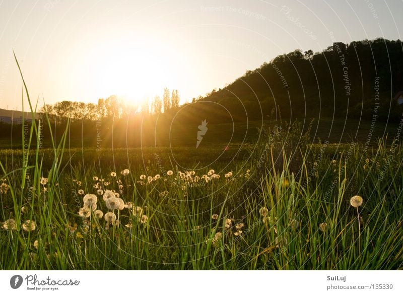 Sunset Summer Meadow Grass Horizon Dandelion Landscape