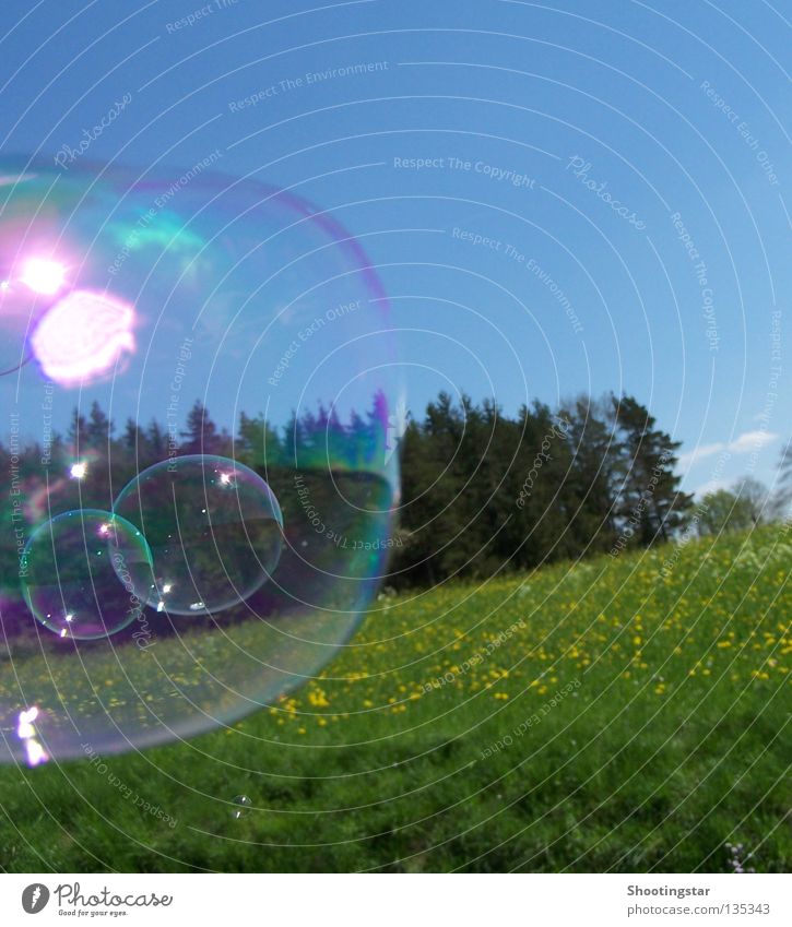 windswept Soap bubble Summer Spring Glimmer Glittering Flower meadow Forest Wind Bubble Sun