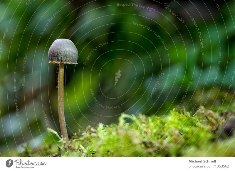 A Helmling Environment Nature Autumn Mushroom Forest Success Small Natural Thin Protection Loneliness Idyll Uniqueness Colour photo Close-up Copy Space right