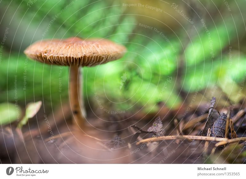 in the wood Environment Nature Summer Autumn Mushroom Forest Beautiful Natural Strong Brown Loneliness Uniqueness Power Individualist Colour photo Close-up
