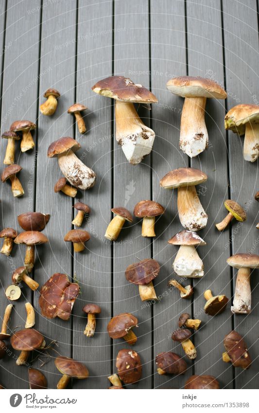 Porcini mushrooms and chestnut boletuses Plant Animal Summer Autumn Boletus Cep Mushroom Collection Lie Many Brown Luxury Find Mushroom picker Individual Edible