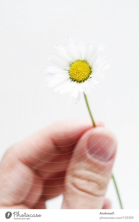 Here, for you. Gift Donate Flower Daisy Fingers Hand Give Small Delicate Graceful Mother's Day Blossom Birthday Summer Harvest Give flowers floral gift Pollen