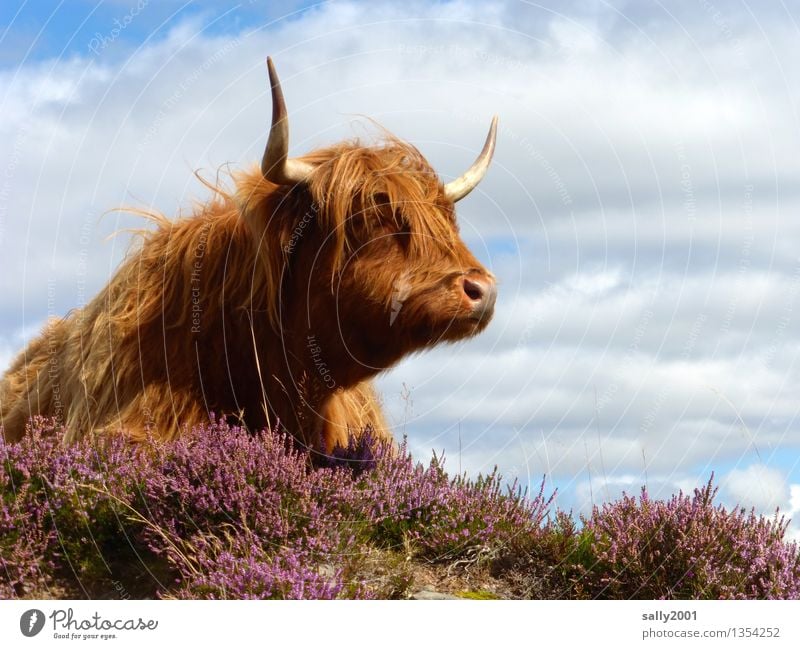 Hairdresser model... Hair and hairstyles Bangs Animal Farm animal Cow Highland cattle 1 Observe Lie Dream Wait Friendliness Brown Antlers Mountain heather