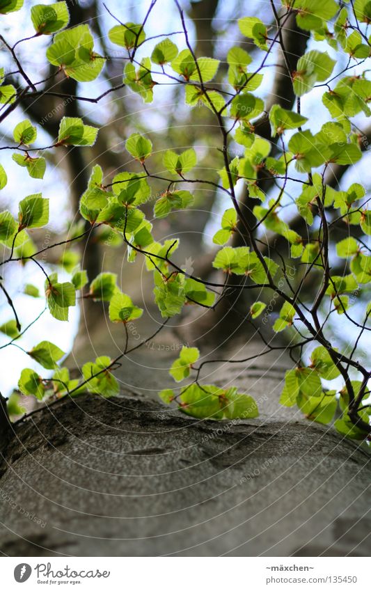 leaf canopy Tree Tree bark Leaf Green Photosynthesis Under Sky Roof Spring Summer Thin Graceful Small Maturing time Aviation Branch depth blur focus curve Above