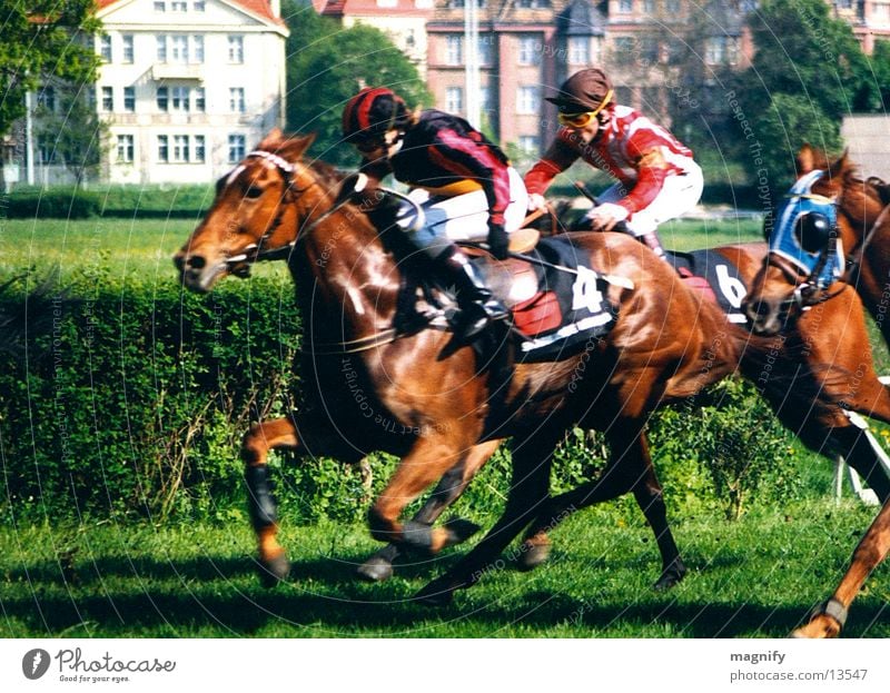 horse race Horse Racecourse Horseracing Equestrian sports Gallopp race Animal Man final spurt Running Target