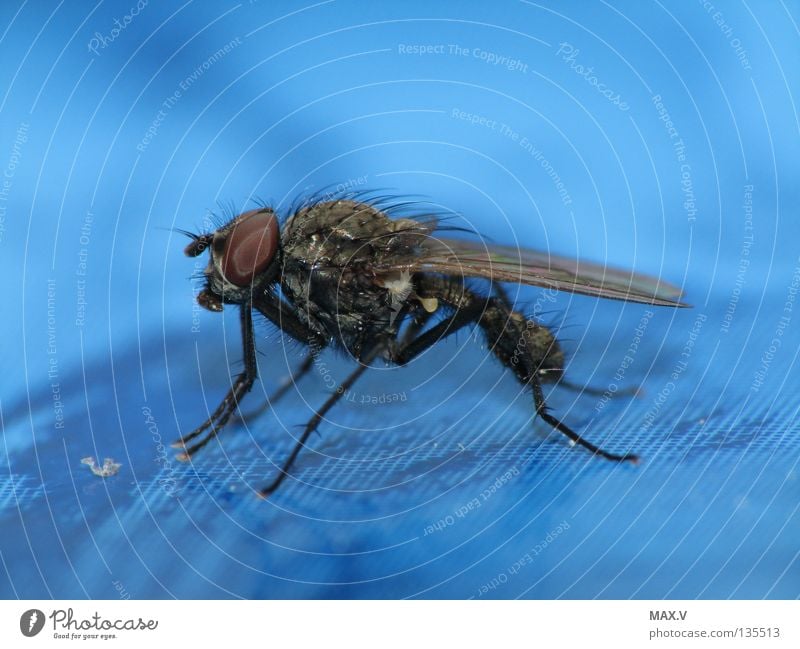 Shower break Animal Insect Black Compound eye Fly Near Blue Bee Wing Legs Hair and hairstyles