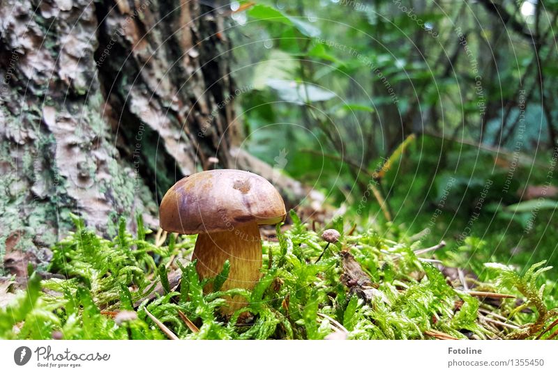Chestnut during sunbathing Environment Nature Plant Autumn Beautiful weather Tree Moss Forest Bright Natural Brown Green Tree trunk Tree bark Cep Mushroom