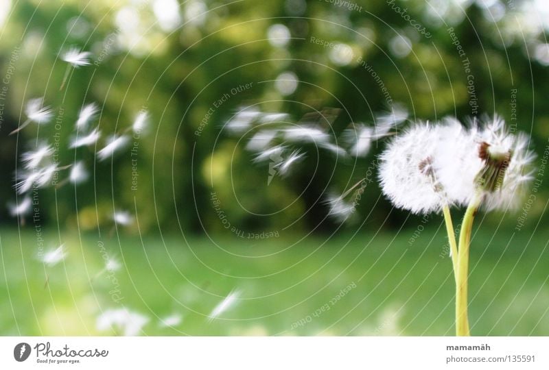 dandelion Colour photo Exterior shot Day Nature Air Sun Spring Beautiful weather Wind Plant Flower Grass Dandelion Meadow Aircraft To fall Flying Green