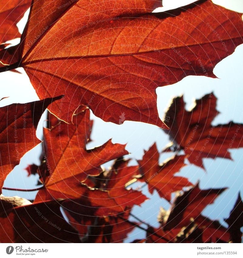 BROWN RED Brown Red Leaf Tree Back-light Rachis Autumn Physics Colour Auburn Warmth