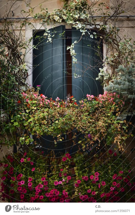 windows Window Blossoming Hang Faded Plant Shutter Open Italy plant pot Colour photo Exterior shot Deserted