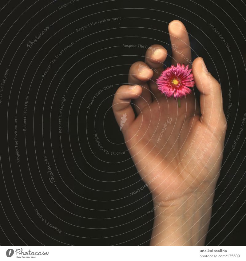 .fleur Hand Fingers Flower Blossom Touch Emotions Scanner Intuition Vessel Fingerprint Photographic technology scan type fingertips Rachis Colour photo