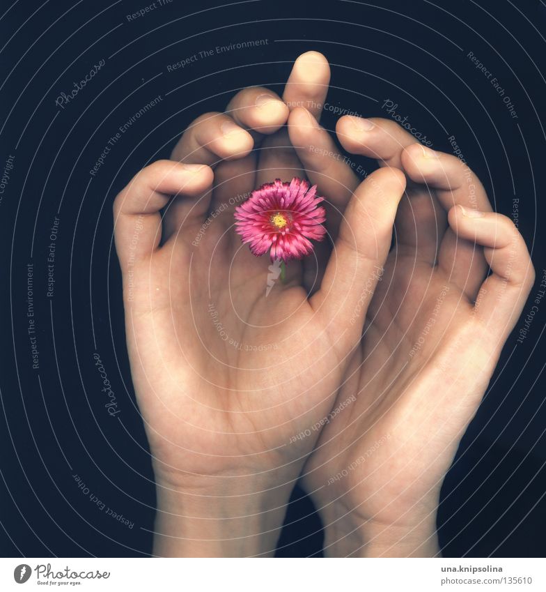 ..fleur Hand Fingers Flower Blossom Touch Emotions Scanner Intuition Vessel Fingerprint Photographic technology scan type fingertips Rachis Colour photo