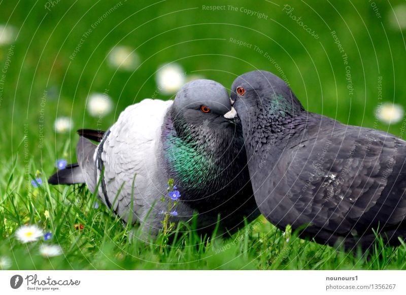 little kisses Animal Wild animal Bird Pigeon 2 Pair of animals Rutting season Touch Kissing city dove pair of pigeons Affection beak Meadow Grass Plumed Coo