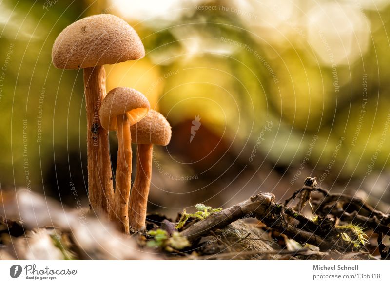 protection Environment Nature Autumn Mushroom Together Beautiful Safety Protection Safety (feeling of) Solidarity To console Trust protective shield