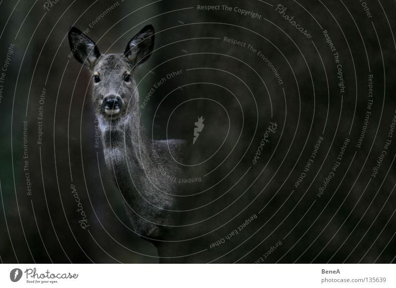 There you are. Fallow deer Deer Roe deer Hind Even-toed ungulate Ruminant Tree Surprise Watchfulness Amazed Animal Animal portrait Game park Wilderness Gray