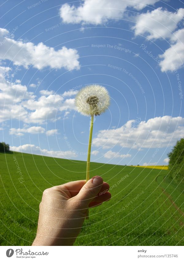 Puste!flower! Spring Summer Bavaria Dandelion Meadow Hand Clouds Blue sky Nature To hold on
