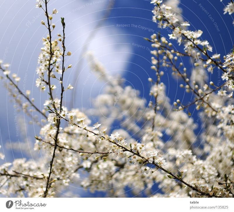 once again `n Blümchenfoto Spring Flower Blossom Bushes Physics White To enjoy Air Breathe Joy Sky Sun Warmth Fragrance Blue To go for a walk Free