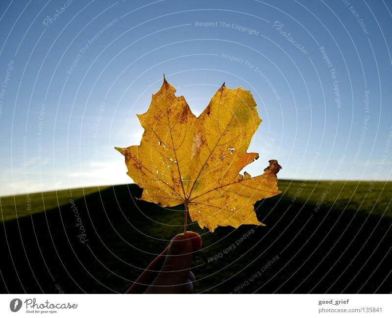 it harbstet very much Leaf Autumn Maple tree Maple leaf Sun Summer Vessel Hand Fingers Thumb Grass Meadow Hill Sky Clouds Warmth Structures and shapes